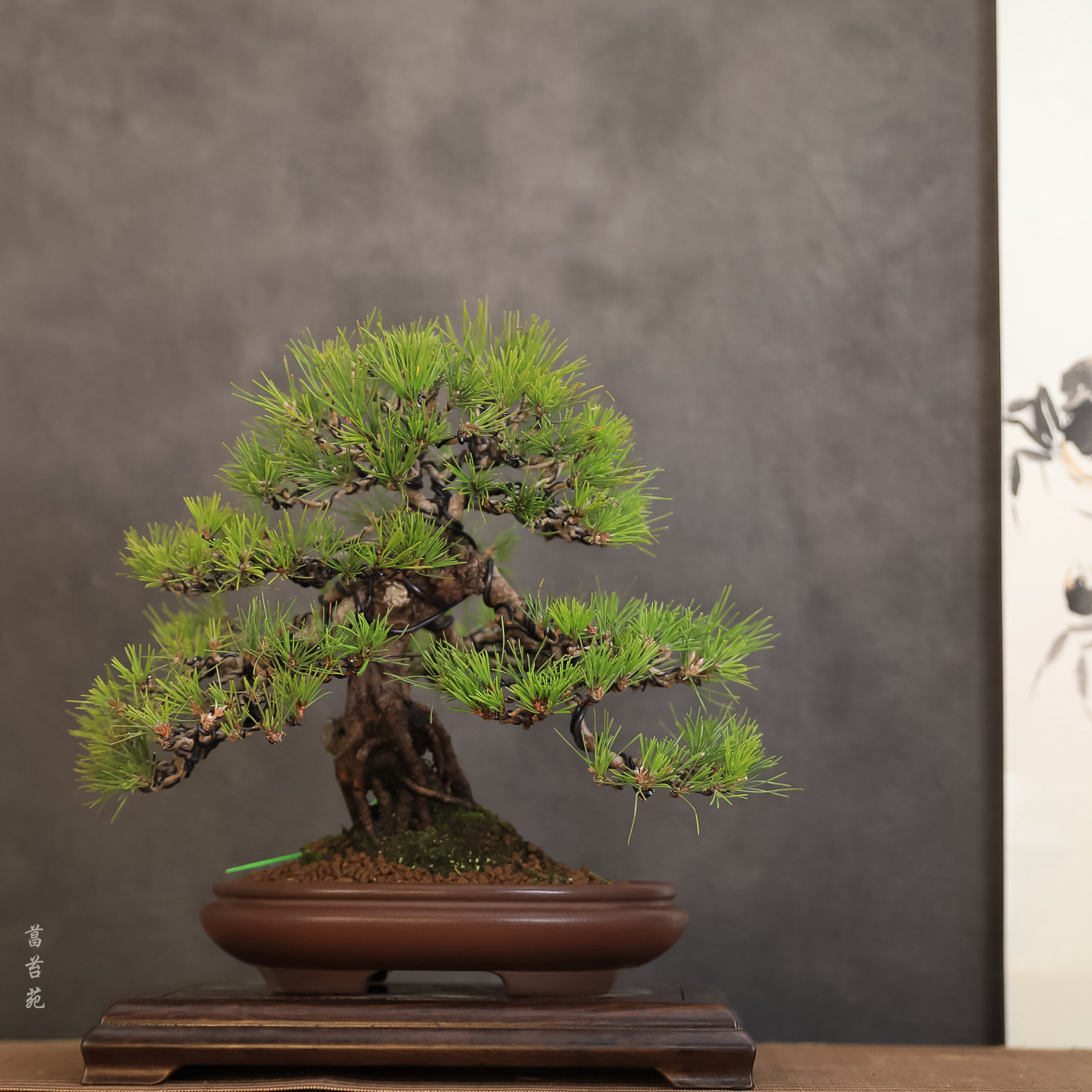 精品黑松盆景 以根代杆 一物一拍 日本老松 年终特惠 特价包邮