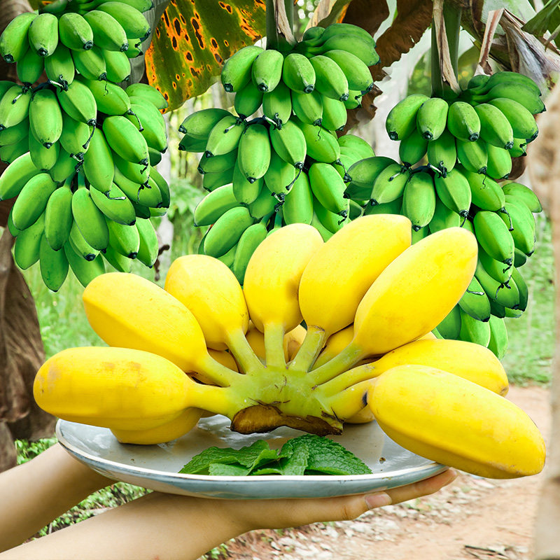 广西小米蕉现摘小香蕉5斤包邮