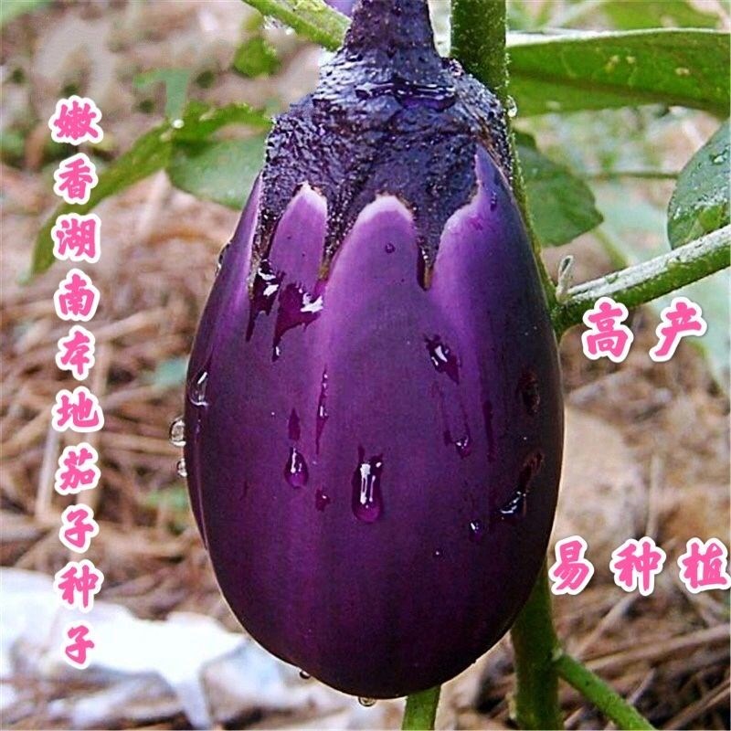 湖南本地茄子种子特大紫罐茄种子牛心