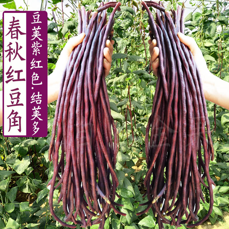 春秋红豆角种子特长红豇豆种籽紫架豆