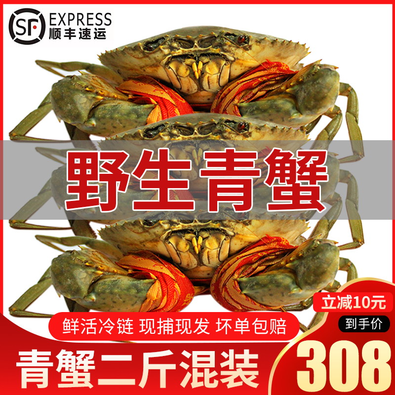 鲜活三门青蟹特大超大红膏蟹酱肉蟹泥蟹醉螃蟹野生大青蟹2斤顺丰|ruв категории водной мясо/свежие фрукты и овощи/еда, морепродукты/водные продукты/изделия, краб, пильчатый - от Buy2taobao.com для оказания профессиональной услуги покупки агента Taobao