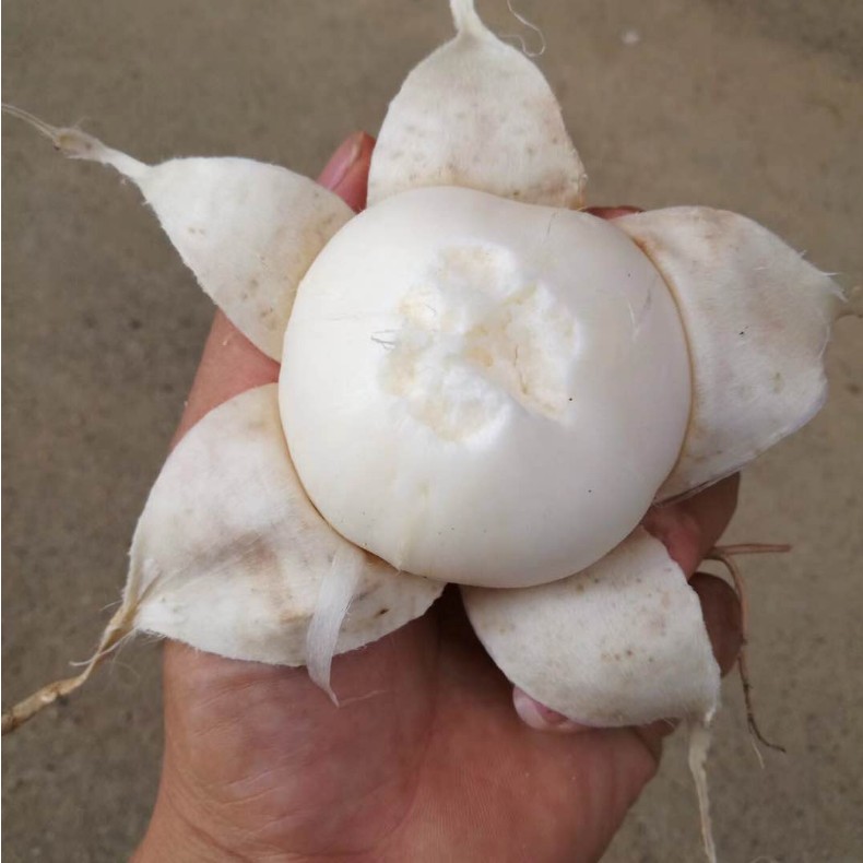 广西南宁新鲜凉薯当季水果白地瓜