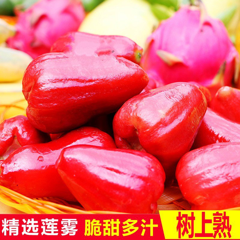 海南莲雾果黑金刚热带新鲜水果连雾当季特产批发包邮净重3斤|msdalam kategori daging perikanan/Buah-buahan segar dan sayur-sayuran/dimasak, buah-buahan segar, lilin epal - dari Buy2taobao.com untuk memberikan perkhidmatan ejen Taobao profesional membeli