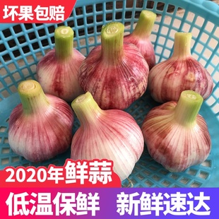 2021年新鲜现挖大蒜鲜蒜5斤河南特产湿蒜大蒜头湿干蒜头紫皮白皮