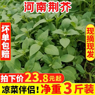 农家种植荆芥菜大叶茎芥新鲜现挖现发鲜嫩可口调味菜3斤冰鲜发货