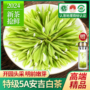 明前精品安吉白茶2024新茶特级绿茶春茶头采芽白茶散装茶叶礼盒装