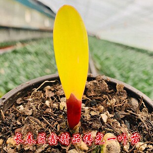 长春匠鑫精品 佛光圆头短叶彩兰 鸳鸯覆轮一线天花卉绿植盆栽小苗