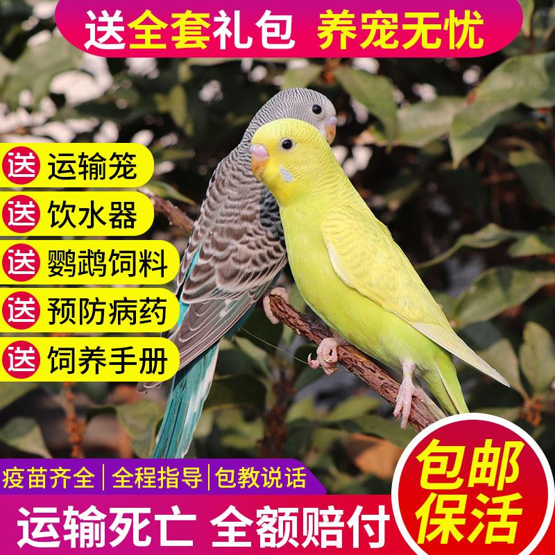 虎皮鹦鹉活鸟中小型会说话的鸟活物手养成年玄凤幼鸟宠物鸟笼|ruв категории животное/Животное питание и принадлежностей, птиц и принадлежностей, птица - от Buy2taobao.com для оказания профессиональной услуги покупки агента Taobao