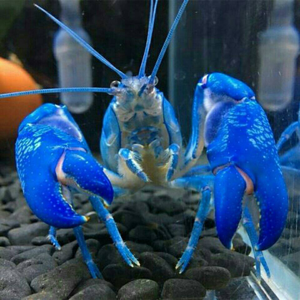 澳系人工天空蓝魔观赏虾大型虾螯虾人工天空蓝魔水族质量超好9