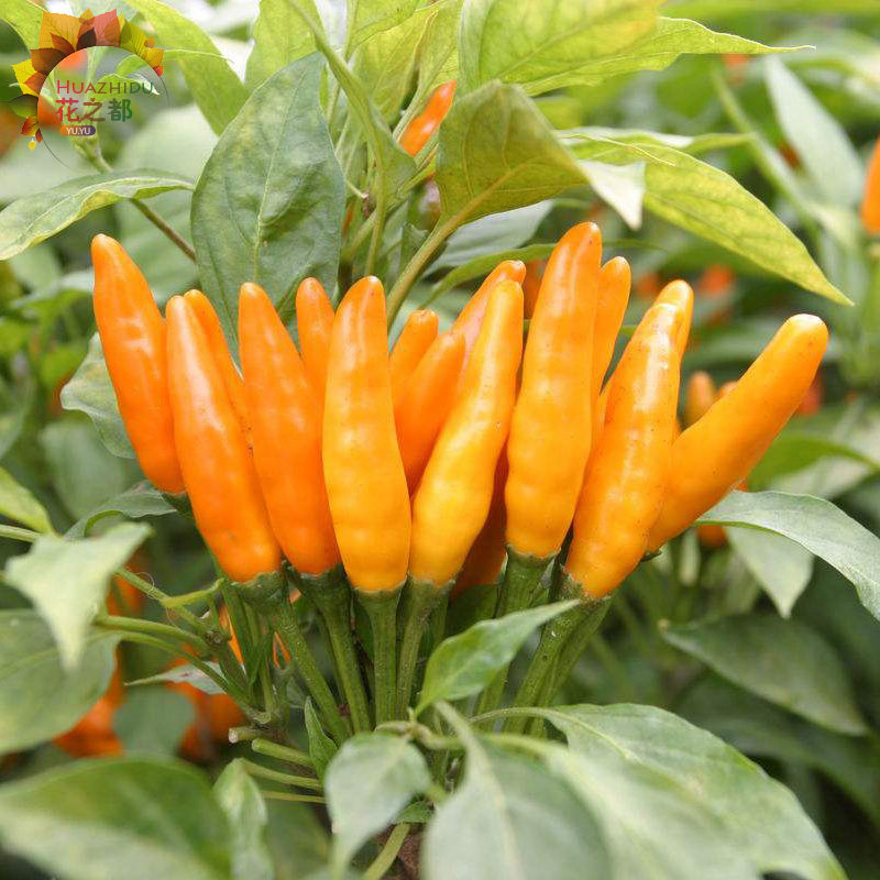 黄剑朝天椒种子  黄辣椒种苗 四季庭院阳台播种盆栽蔬果蔬菜种子