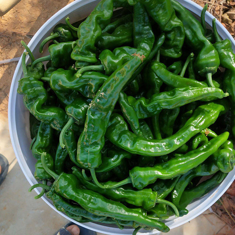 香辣小皱皮辣椒种苗薄皮泡椒辣椒苗春季夏四季高产盆栽苗蔬菜种籽