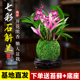 七彩香水石斛兰盆栽带花四季开花浓香型兰花水培植物室内花卉绿植