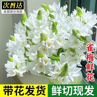 雀梅鲜花花卉圣心百合云南基地直发绿毛球天鹅绒室内水养鲜切插花