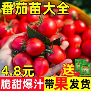 四季小番茄种子苗千禧圣女果矮生西红柿秧苗盆栽种籽菜苗孑秧果苗