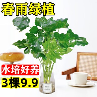 春雨绿植盆栽花卉植物室内易养活龟背竹无土纯羽水培植物室内好养