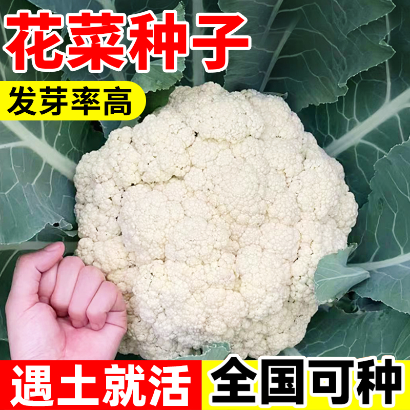 花菜种籽松花菜种孑西兰花四季蔬菜苗