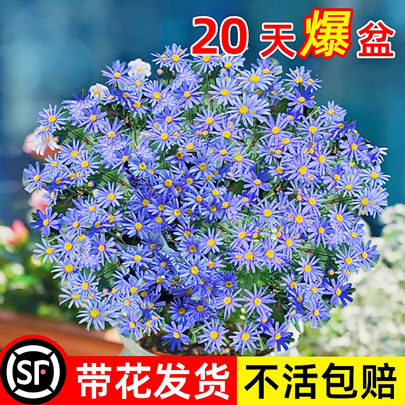 蓝色玛格丽特花苗带花苞菊花大花卉植