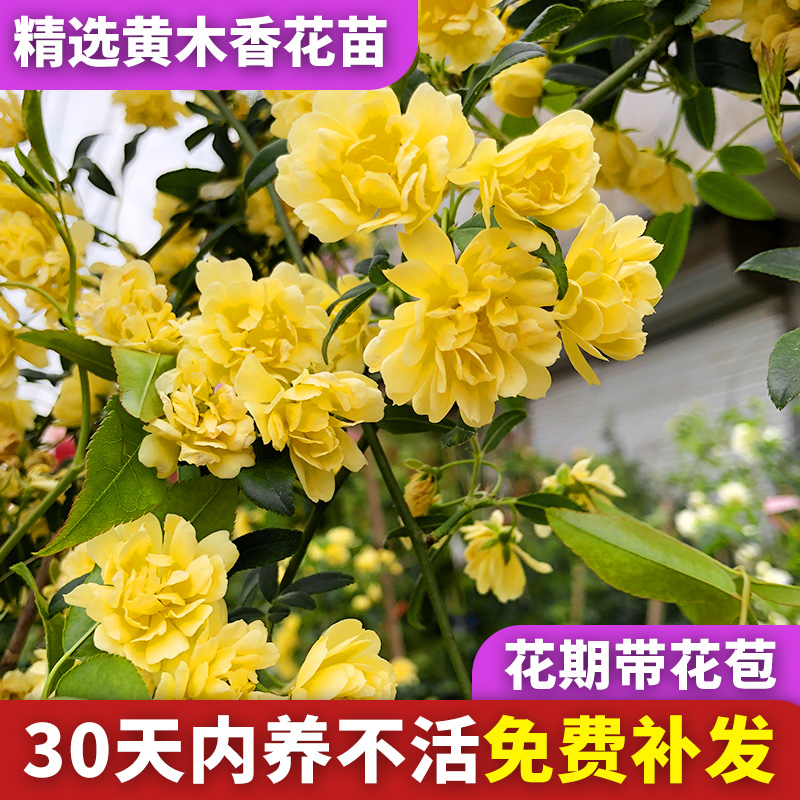 黄木香花苗庭院浓香型爬藤蔷薇四季植