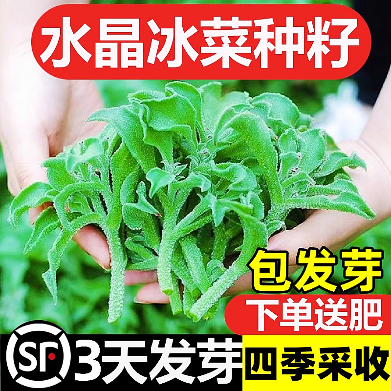 水晶冰菜种籽阳台蔬菜种子大全四季盆