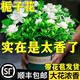 栀子花盆栽带花苞室内绿萝箩水培花卉绿植物茉莉花九里香办公桌面