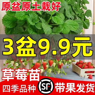 奶油草莓苗盆栽带盆带土种籽子可食用红颜四季结果阳台种植新苗秧