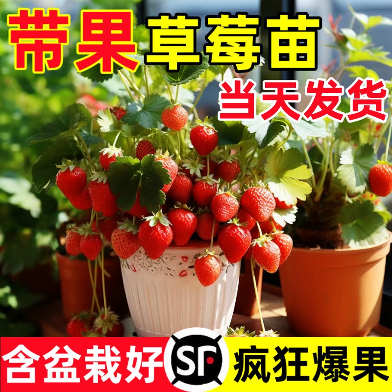 特大草莓苗秧盆栽带果四季结果冬季红