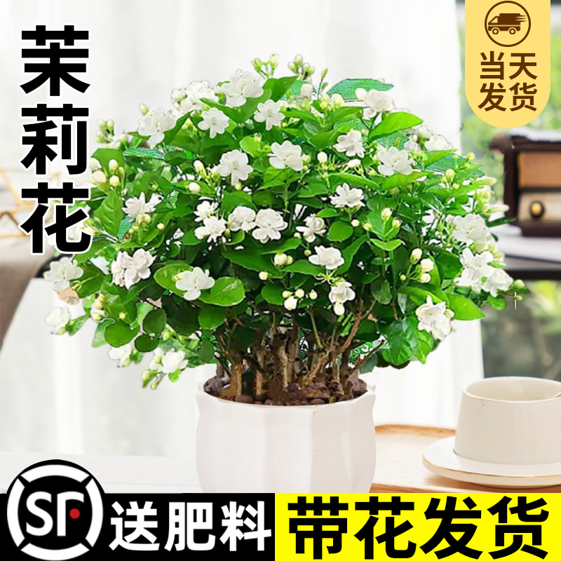 茉莉花苗盆栽花卉植物室内驱蚊栀子花