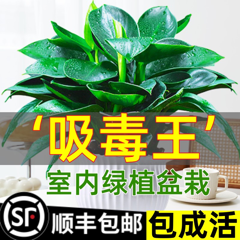 铂金钻盆栽绿萝箩花卉植物室内花水培