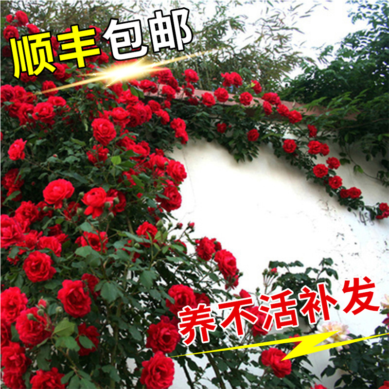 蔷薇花苗爬藤四季开花庭院藤本月季花