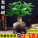 发财树小盆栽室内植物水培客厅招财摆件新款花卉绿植盆景好养易活