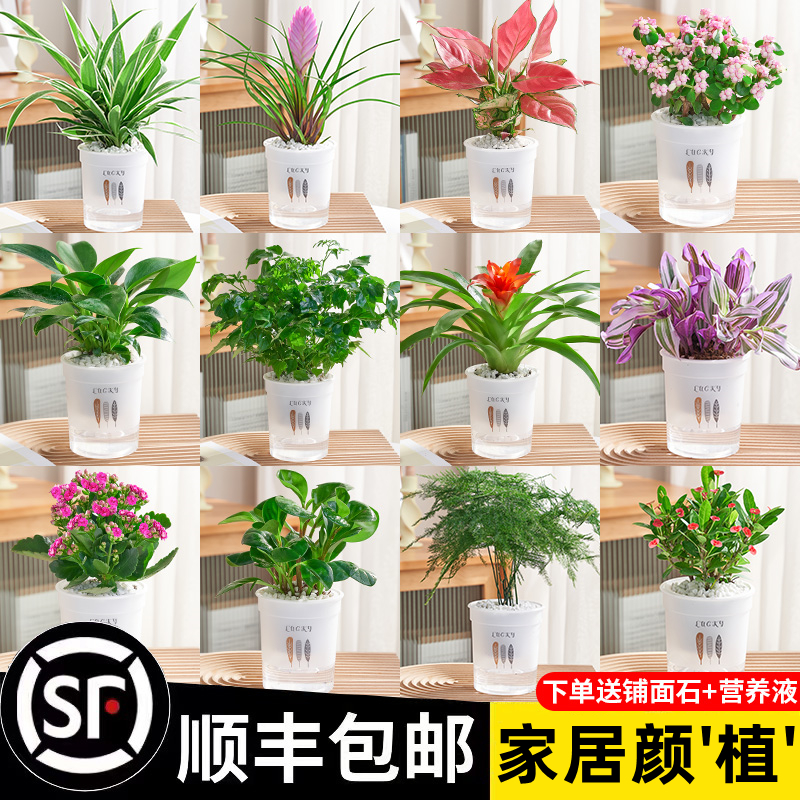 绿萝发财树吊兰花卉盆栽植物室内文竹