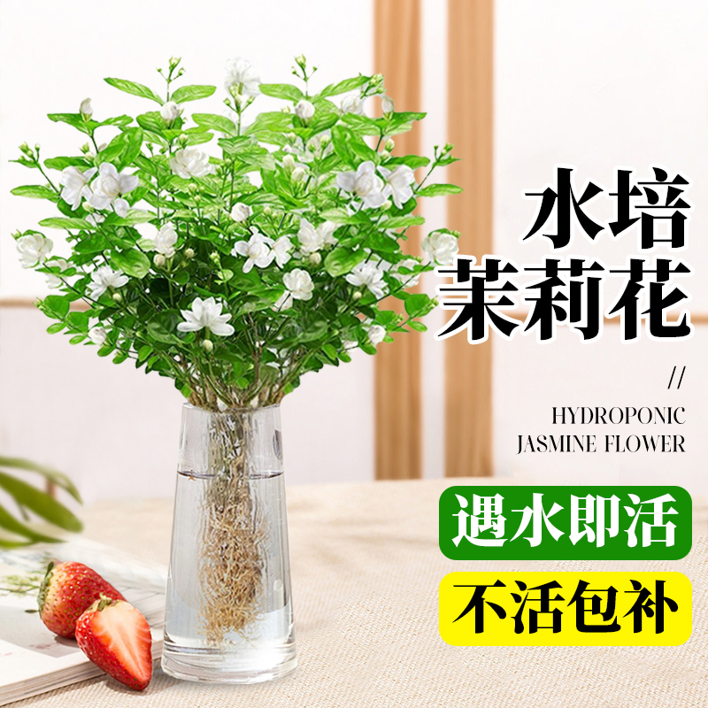 茉莉花水培植物鲜花盆栽客厅绿植办公