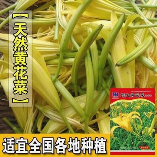 黄花菜种子一年四季金针菜南方北方山野菜天然保健补脑蔬菜种子籽