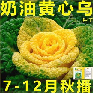 黄心乌塌菜种子耐寒耐湿大田庭院种植菊花心奶油黄心菜蔬菜种子孑