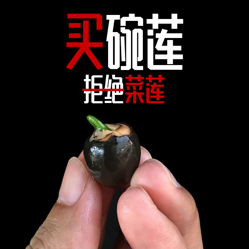 微型碗莲种子微莲莲子迷你观赏小荷花型莲花种籽子小盆栽水培植物