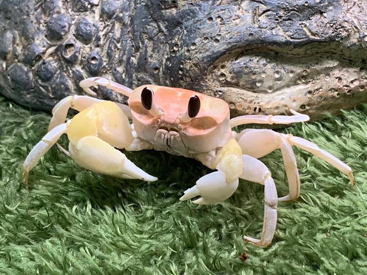 呆萌沙蟹沙滩陆地蟹造景缸展示滨海精灵另类宠物新手好养活体包邮