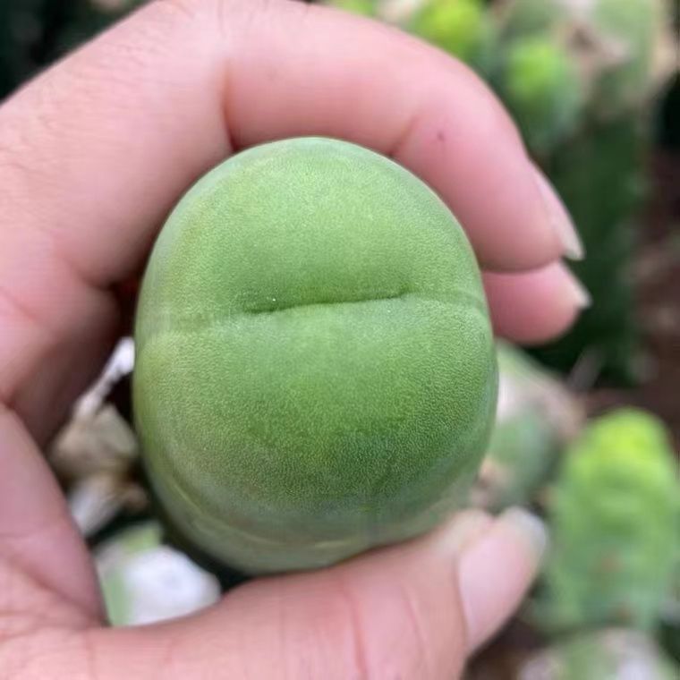 新品仙人掌居家盆栽jj程程柱多肉植物有植物红太阳仙