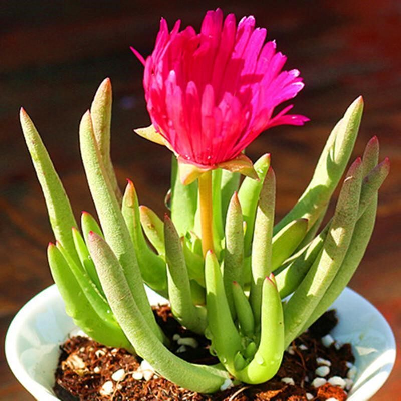 奔龙稀有品种多肉植物盆栽组合办公室绿植花卉开花花期比较长