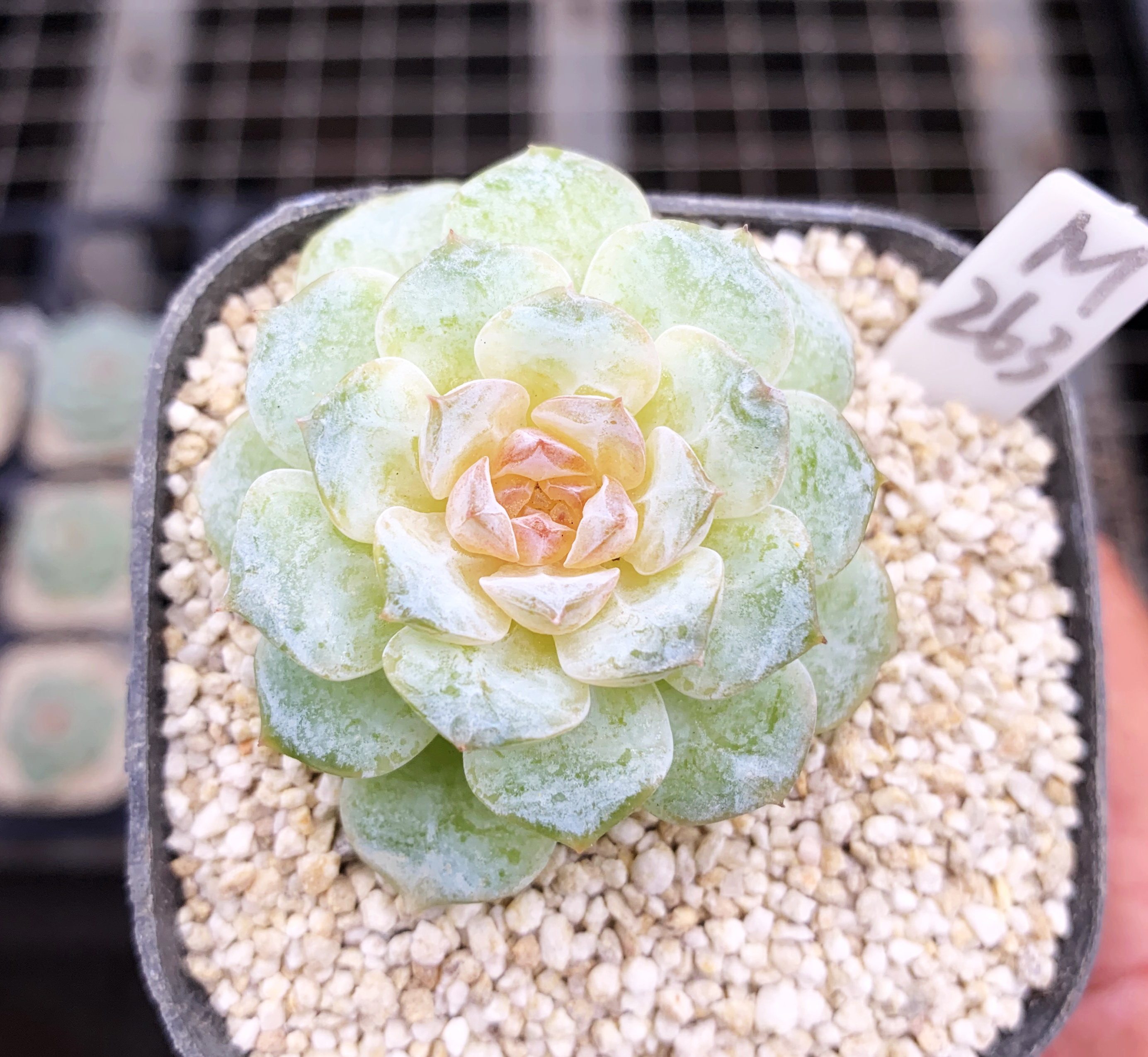 多肉植物雪颜厘米有根一物一拍四季肉肉多肉植物