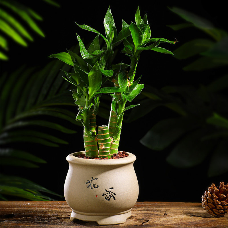 发财树绿植好养活 四季室t内花卉盆栽富贵竹金钱树虎皮兰多肉新款