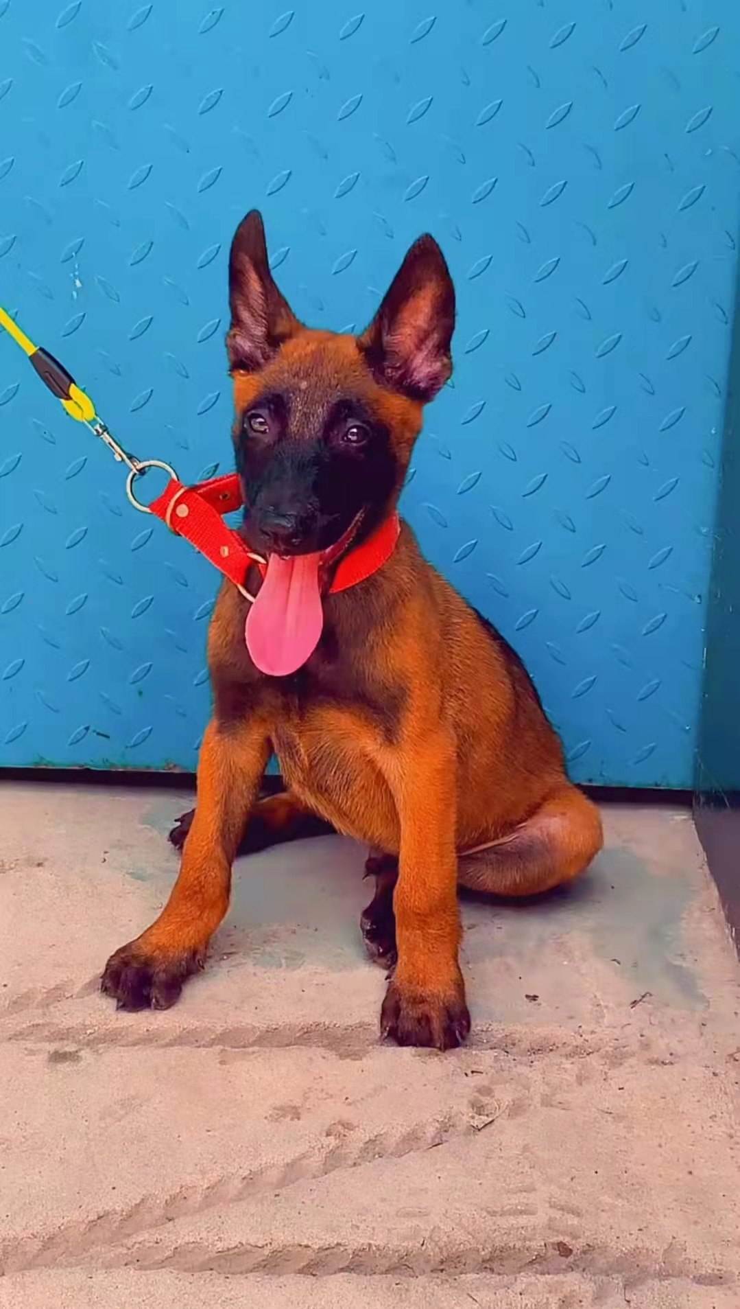 马犬幼犬纯种红马犬活体警犬比利时牧羊军犬看家护院小狗宠物活物