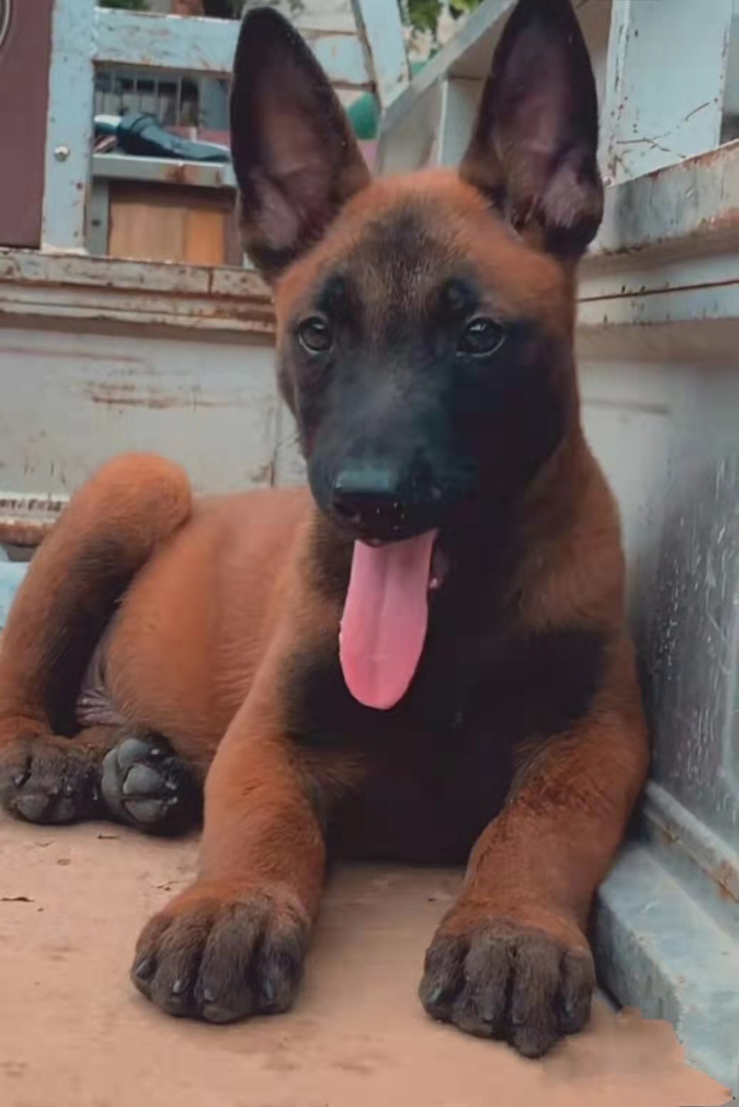 加菲犬舍的优惠券大全—马犬幼犬纯种红马犬活体警犬比利时牧羊军犬