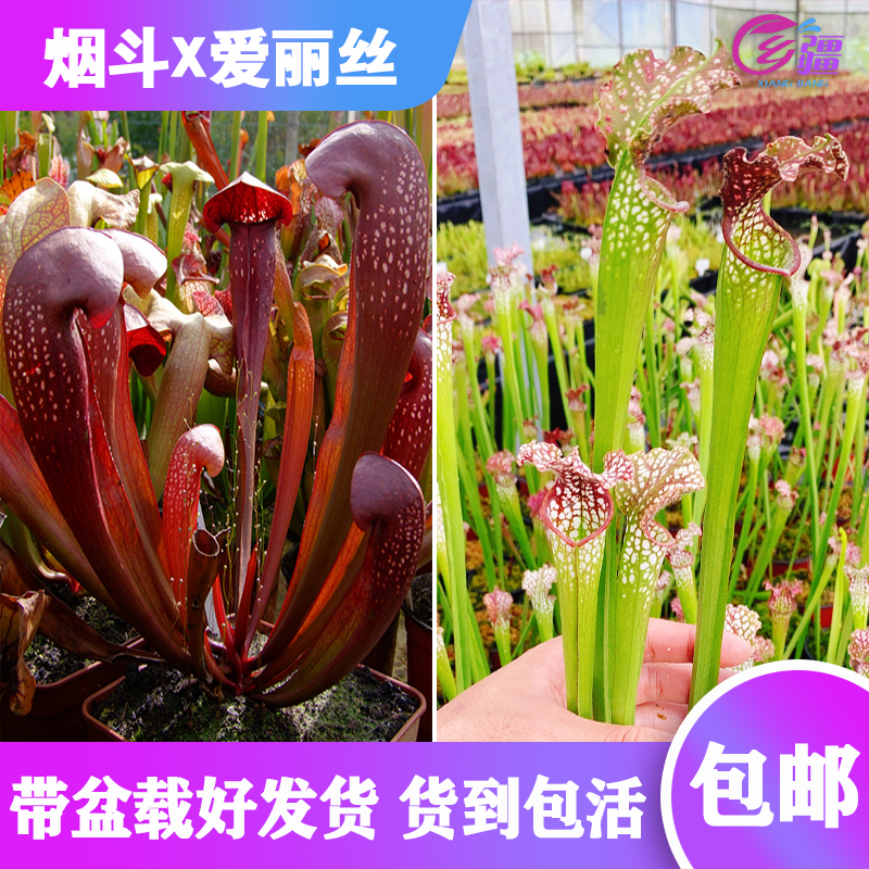 【烟斗X爱丽丝瓶子草】食虫植物 杂