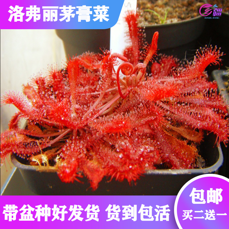 基地直销【洛弗丽茅膏菜】食虫植物捕