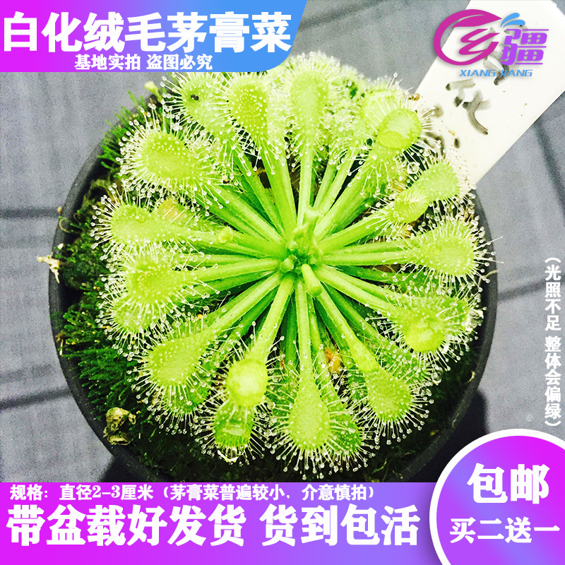 基地直销【白化绒毛茅膏菜】食虫植物