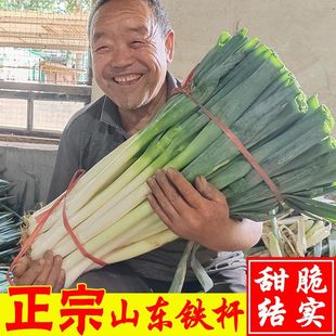 正宗山东章丘大葱铁杆长葱10斤大葱新鲜脆甜香葱头当季蔬菜可生吃