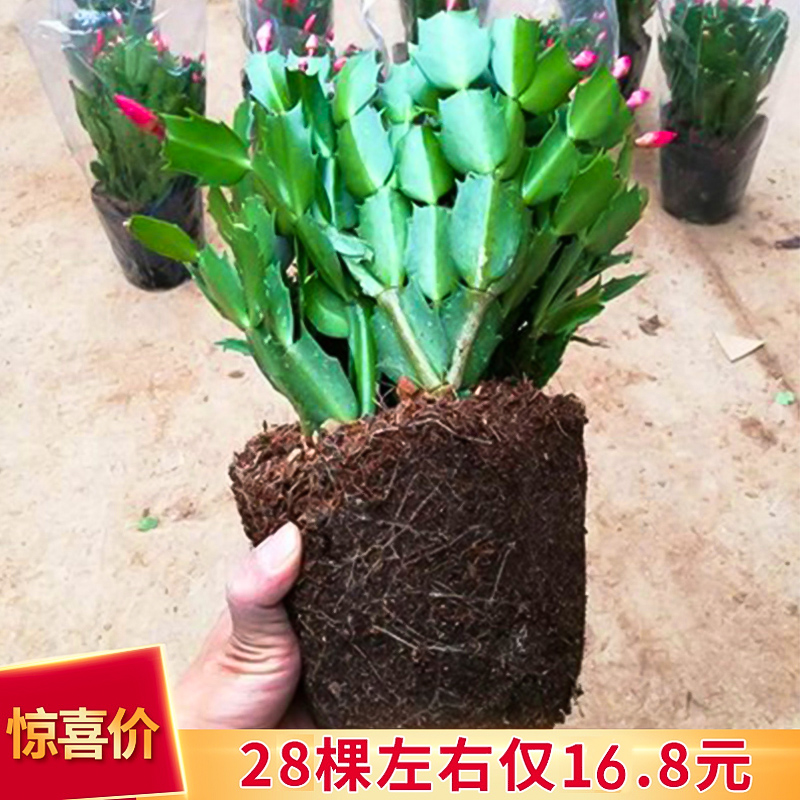 新品重瓣蟹爪兰莲苗盆栽带花苞多色花卉室内阳台小叶植物四季开花