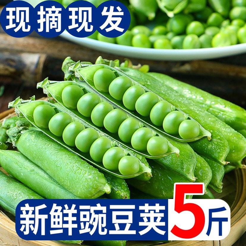 豌豆新鲜青豆甜豆蔬菜新豌豆云南水果