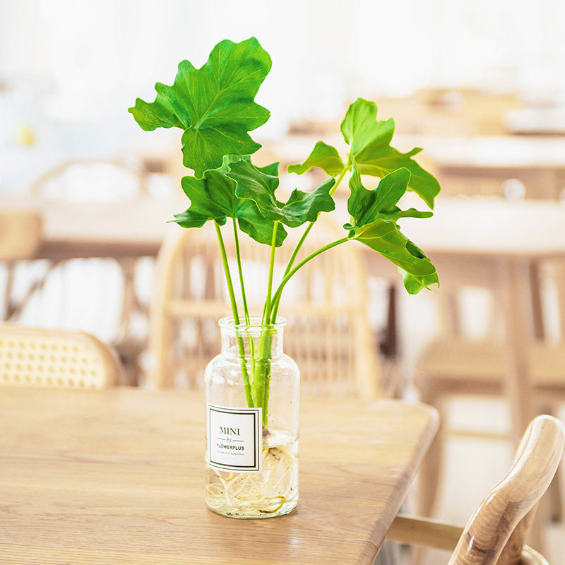 水培植物室内好养仙洞吉利红生春羽