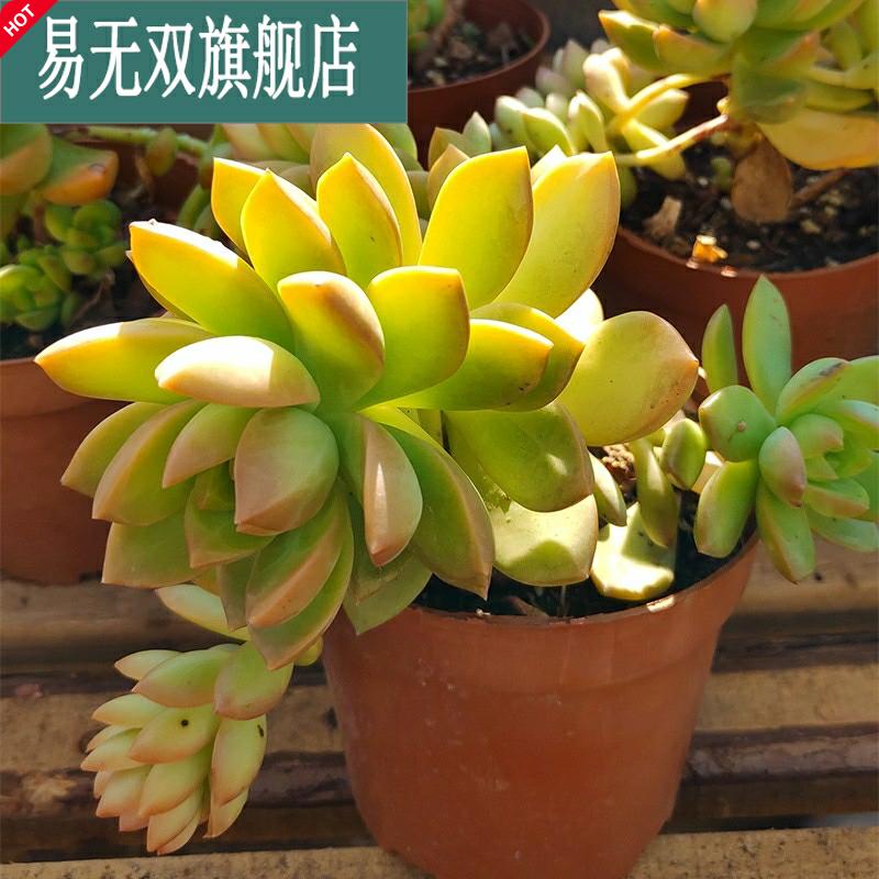 黄丽老桩多肉云南露养植物阳台花园防辐射花卉含盆福利价99包邮
